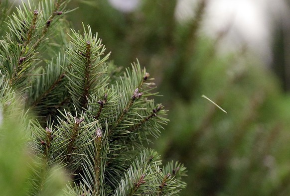 In this photo taken Tuesday, Dec. 23, 2014, a needle pops off a Douglas fir tree after a researcher brushed past it in a temperature and humidity-controlled room at a Washington State University resea ...