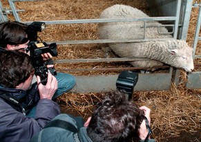 Das erste erfolgreich geklonte Schaf Dolly, hier bei einem Pressetermin im Februar 1997, so benannt, weil es mittels Brustdrüsen-Zellen geklont wurde.
