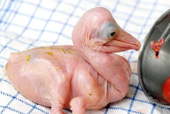 Baby-Pelikan
Cute News
https://www.reddit.com/r/awwwtf/comments/95n559/a_baby_pelican/