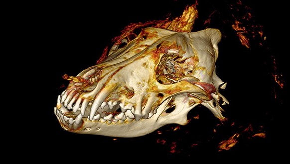 CT scan of the head