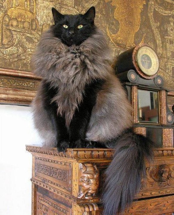 majestätische Katze
https://imgur.com/gallery/BOlnhJe