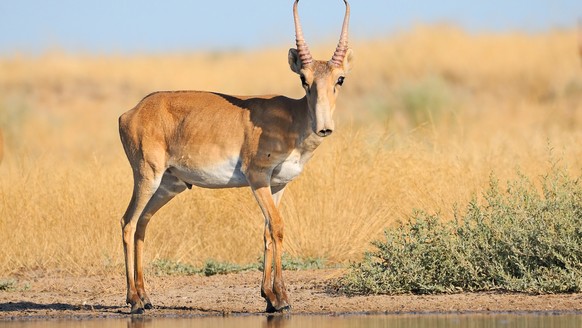 Eine Saiga-Antilope