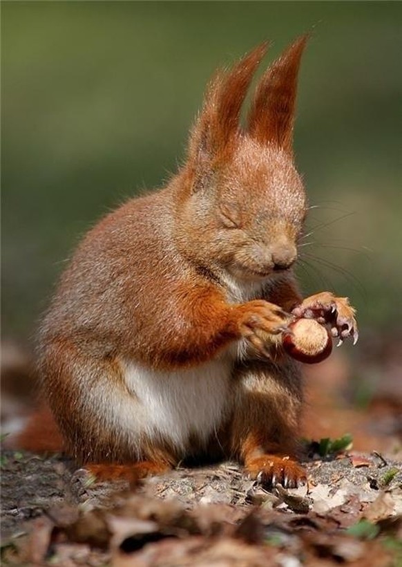 Eichhörnchen niest
Cute News
https://www.memecenter.com/