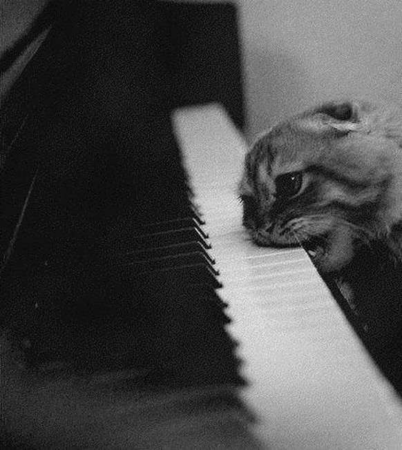 Katze, Musik
https://imgur.com/gallery/4bPbvA0