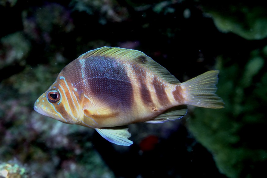 Dieser kleine Fisch hört auf den illustren Namen Hypoplectrus Puella. Oder zu Deutsch: Baunband-Hamletbarsch.