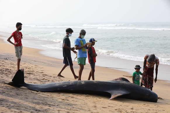 epa08794515 A stranded short-finned pilot whale lies on a beach in the Panadura suburb of Colombo, Sri Lanka, 03 November 2020. Dozens of short-finned pilot whales were found stranded live on Panadura ...