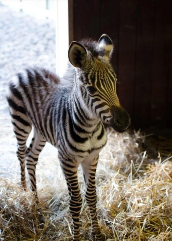 PS: Wer in die Kommentare schreibt «Ihr wisst schon, dass das ein Zebra ist» oder «Ihr wisst schon, das Zebras nicht schlüpfen», muss in den Cute-News-Einführungskurs.