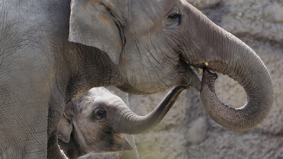 Geburtstagskind Omysha, links, mit Schwester Chandra, rechts, im Elefantenpark des Zoo Zuerich am Mittwoch, 17. Juni 2015. Vor genau einem Jahr ist Omysha im Kaeng Krachan Elefantenpark des Zuercher Z ...