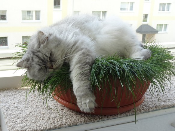 Katze liegt in Planzentopf
https://pixabay.com/en/cat-domestic-cat-1191319/