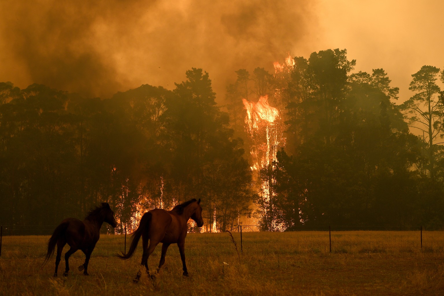 epa08084511 Horses in a paddock as the Gospers Mountain Fire impacts a property at Bilpin, in the Blue Mountains, west of Sydney, New South Wales (NSW), Australia, 21 December 2019. According to media ...