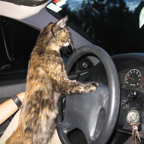 Katze im Auto
https://imgur.com/gallery/3YvEY3Q