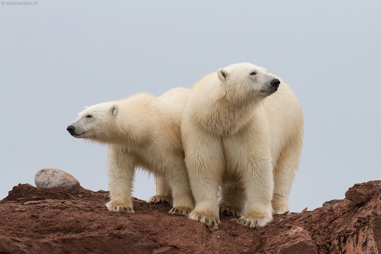 Spitzbergen Eisbärenmutter mit Jungem
