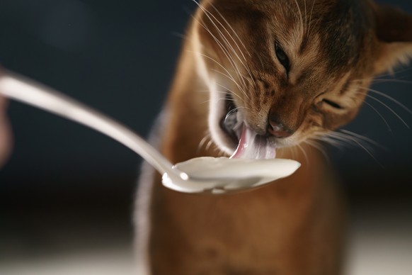 Katze beim Essen