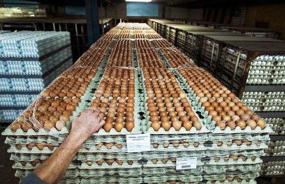 epaselect epa04494309 Eggs are piled up at Van Raai egg business in Woudenberg, The Netherlands, 18 November 2014. Supermarkets fear a shortage of eggs by the measures in the Netherlands after the dis ...
