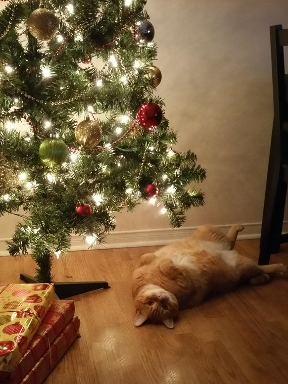 Katze unter Weihnachtsbaum
https://imgur.com/gallery/2yiQUgu