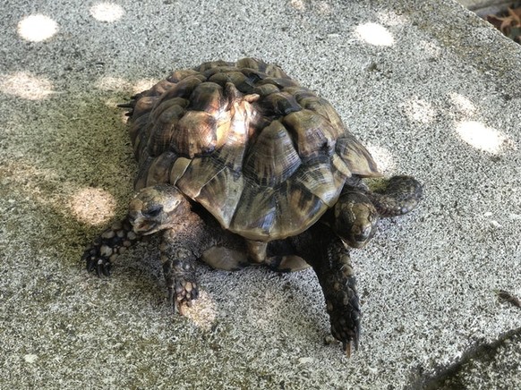 Siamesische Schildkröten
Cute News
https://www.reddit.com/r/awwwtf/
