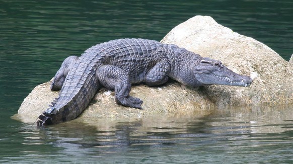 Philippinen-Krokodil