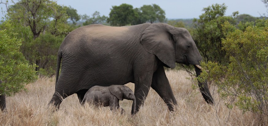 Elefanten in Südafrika.