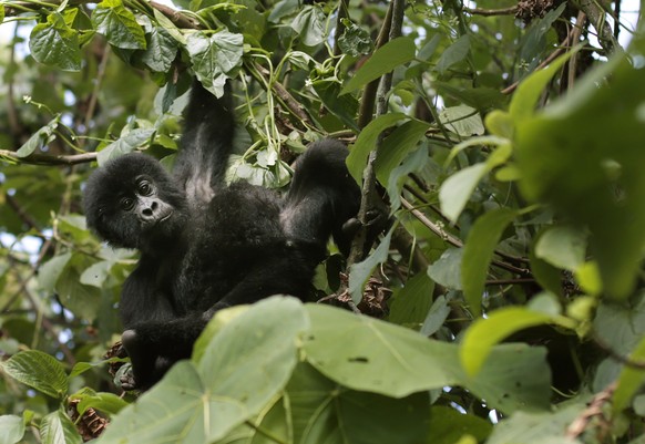 FILE - In this Wednesday July 30, 2014, file photo, a baby gorilla plays in the trees in the Virunga National Park near Rumangabo, some 60 kms (40 miles) north of Goma, eastern Congo. Virunga National ...
