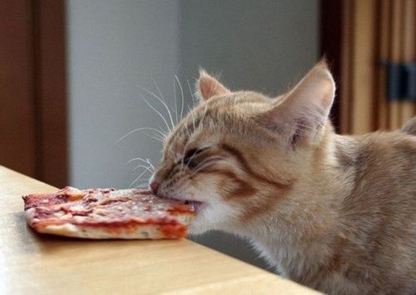 Katze isst Pizza

https://www.buzzfeed.com/peggy/the-10-best-feelings-in-the-world?utm_term=.qeBpY6v#.ty9gRbJ