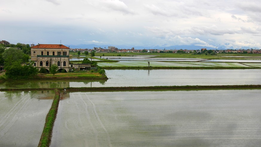 Reisfelder vor den Toren Novaras.