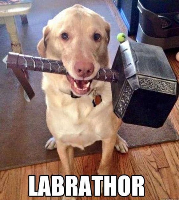Labrador
Cute News
https://funnyjunk.com/channel/MemeComps/Doggo+dump/ipfxLvc/
