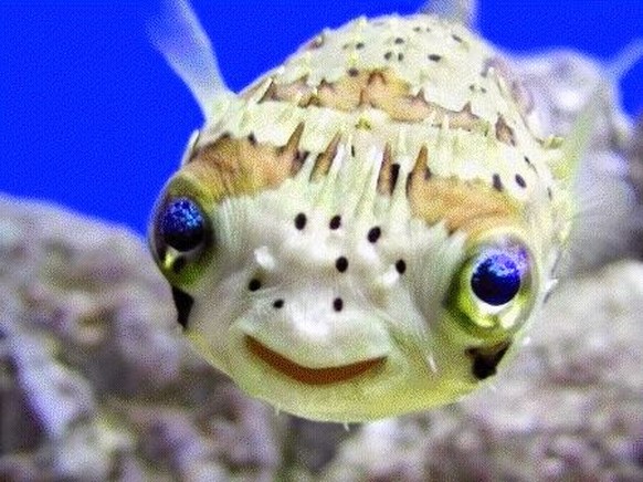 Kugelfisch/Pufferfish
Cute News
http://imgur.com/gallery/9E1kJ