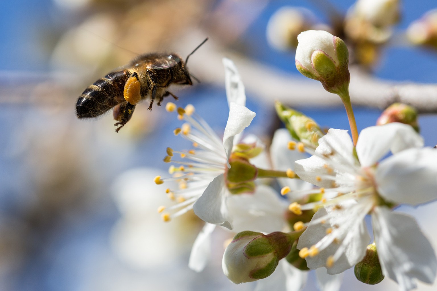 Eine Biene im Anflug auf eine Kirschbluete in Maienfeld in der Buendner Herrschaft, am Mittwoch, 12. Maerz 2014. (KEYSTONE/Arno Balzarini)