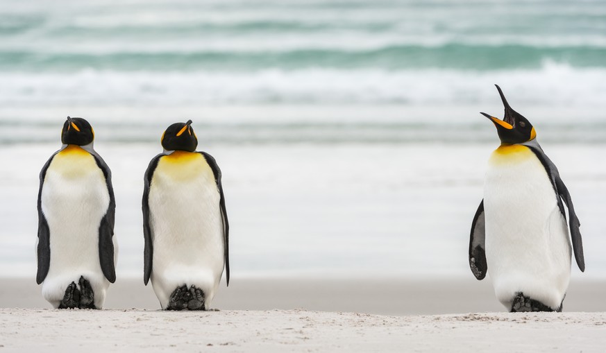 The Comedy Wildlife Photography Awards 2017
MIQUEL ANGEL ARTUS ILLANA
TOSSA DE MAR
Spain

Title: military regiment
Caption: penguin
Description: two king penguins are standing firm while another, with ...