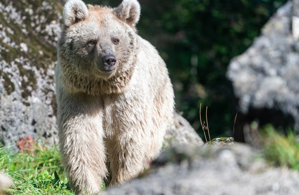Braunbärin Laila bei ihrem ersten Streifzug in der Gemeinschaftsanlage Bär und Wolf im Natur- und Tierpark Goldau