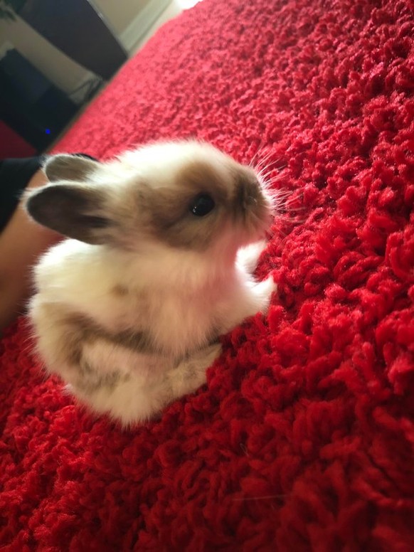 Baby-Bunny
Cute News