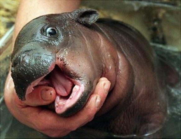 Baby-Hippo
Cute News
https://www.reddit.com/r/aww/comments/qjc5e/he_may_not_be_fuzzy_but_his_little_face_makes_me/