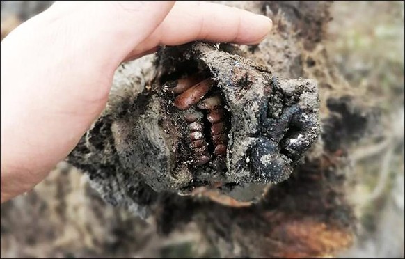The first ever full carcass of a cave bear currently dated to approximately 39500 years unearthed in Yakutia