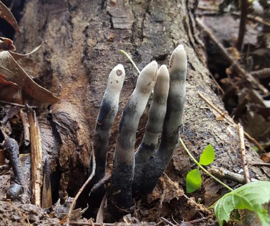 Dead man&#039;s fingers Xylaria polymorpha pilz funghi https://nature.mdc.mo.gov/discover-nature/field-guide/dead-man%E2%80%99s-fingers