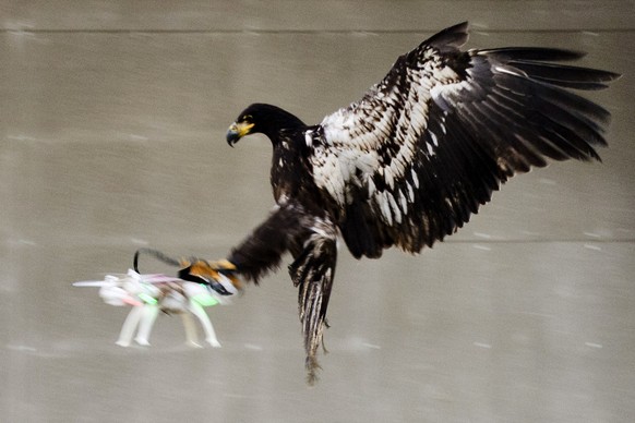 In this image released by the Dutch Police Tuesday Feb. 2, 2016, a trained eagle puts its claws into a flying drone. Police are working with a The Hague-based company that trains eagles and other bird ...
