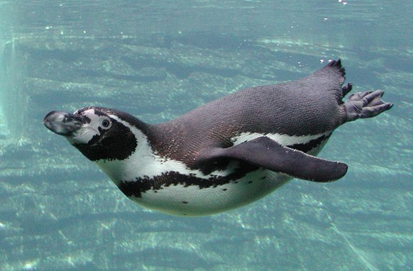 Humboldt-Pinguin
Cute News
https://de.wikipedia.org/wiki/Humboldt-Pinguin