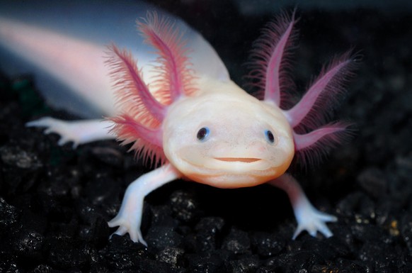 Axolotl
Cute News
http://imgur.com/gallery/wcOZg4d