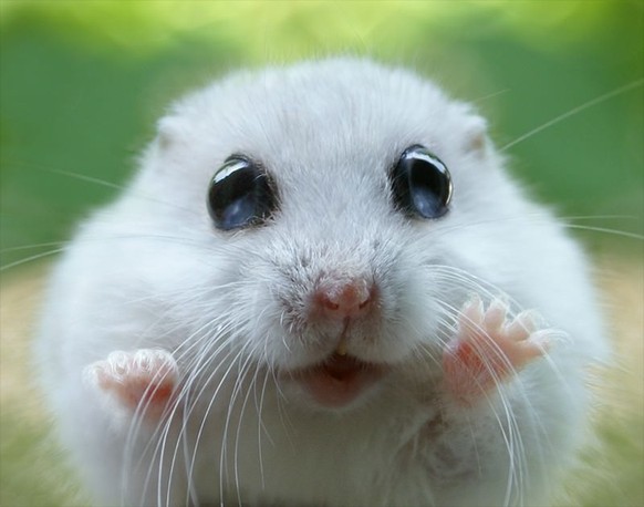Hamster
Cute News
http://imgur.com/gallery/Vrgvv