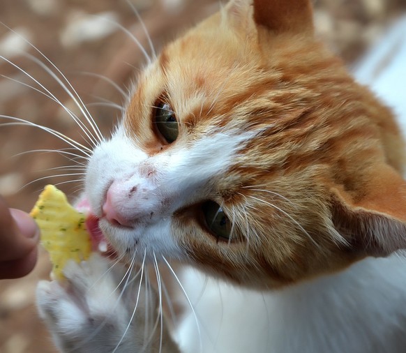 Katze beim Essen

https://pixabay.com/de/katze-essen-liebe-obdachlose-1182223/
