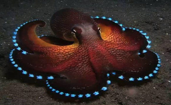 Richtig, richtig schöner Oktopus.
Cute News
https://imgur.com/gallery/yXfDprJ