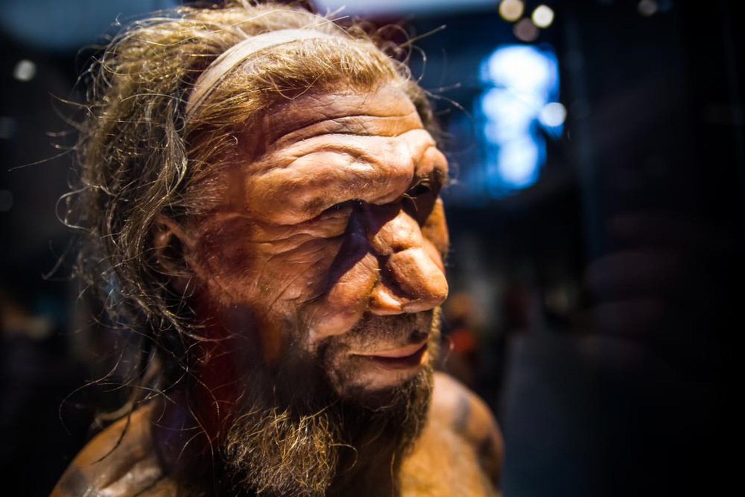 Neandertaler-Mann, London, UK - March 11, 2018: Neanderthal Homo adult male, based on 40000 year-old remains found at Spy in Belgium. National history museum.