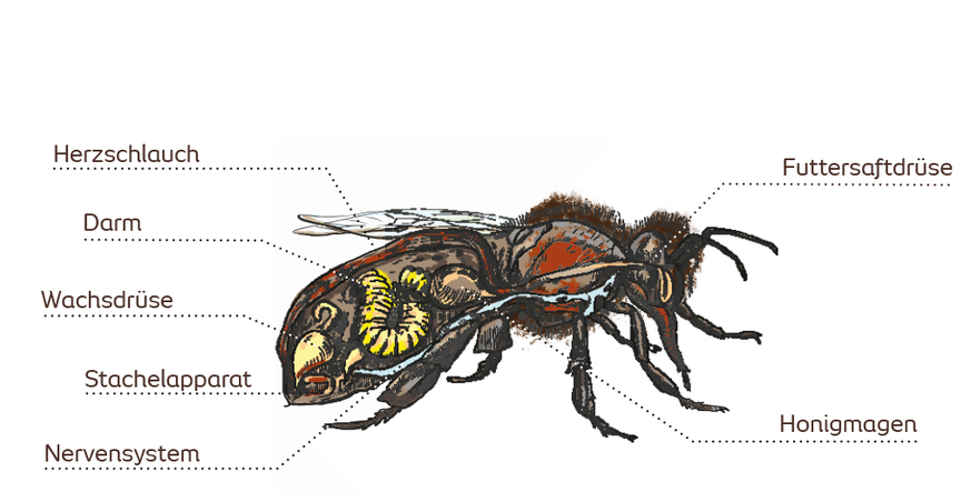 Anatomie der Honigbiene, innere Organe