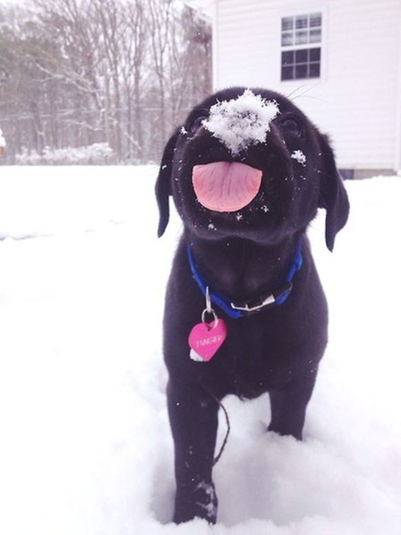 Hund im Schnee
Cute News
https://imgur.com/gallery/ptOwOQv