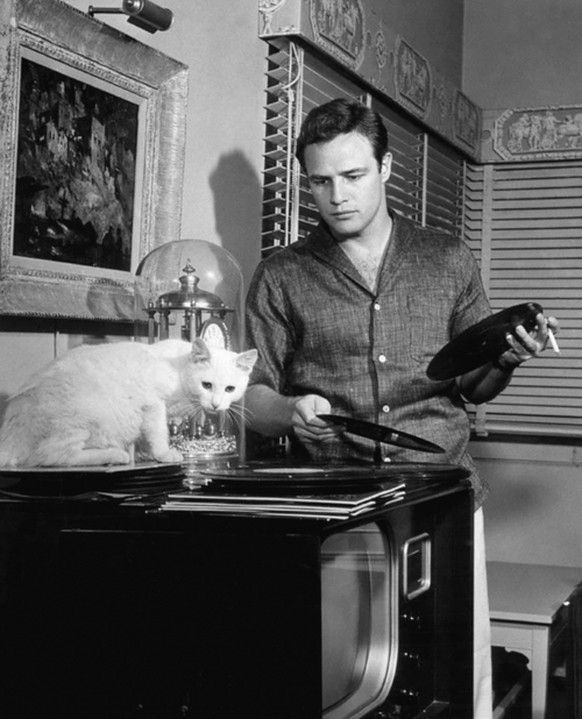 Marlon Brando mit seiner Katze.