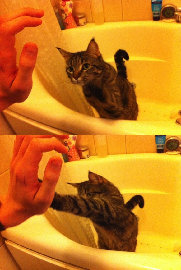 Katze in der Badewanne
https://imgur.com/gallery/ehxAK