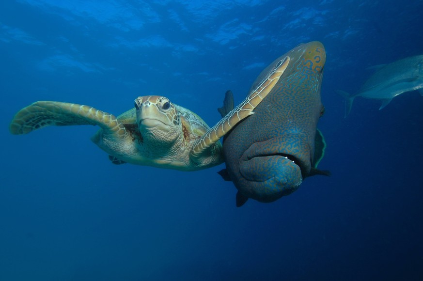 The Comedy Wildlife Photography Awards 2017
Troy MAYNE
Bacong
Philippines

Title: Slap
Caption: A Green Turtle vs A Napoleon Maori Wrasse
Description: A Green Turtle slapping a Napoleon Maori Wrasse
A ...