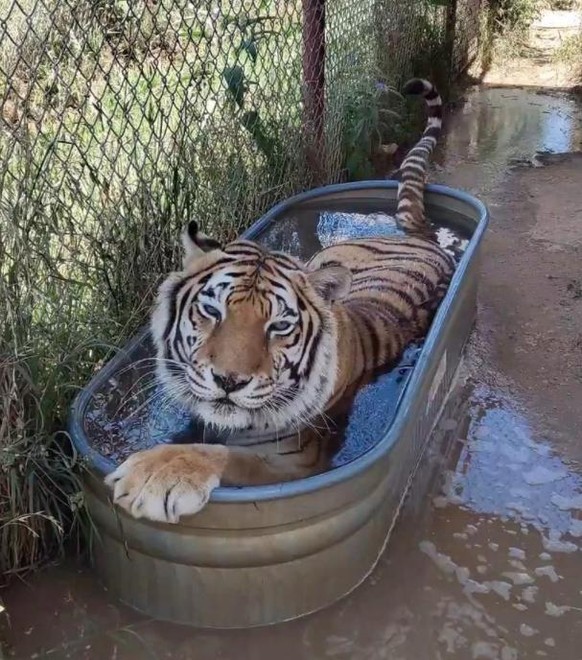PS: Das Foto stammt nicht aus einem Zoo, sondern aus einer Auffangstation für exotische Tiere aus Zoos und Privatbesitz in den USA.