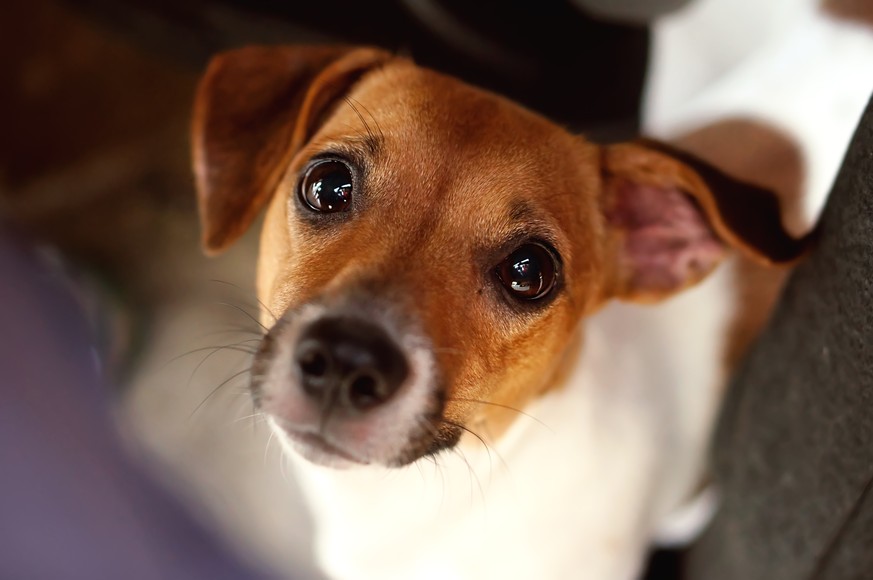 Jack Russell Terrier mit Dackelblick