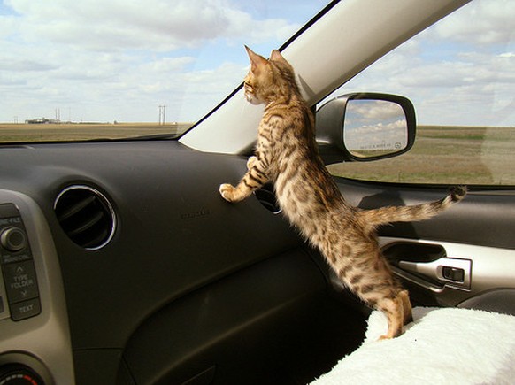 Katze im Auto
https://imgur.com/gallery/w071KgT