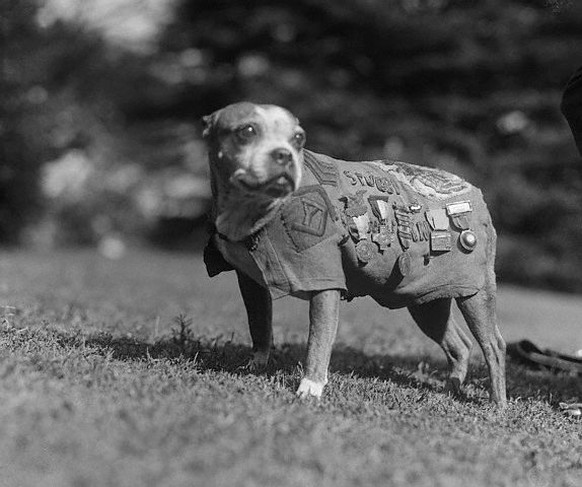 Original caption: Washington, DC: Meet up with Stubby, a 9-year-old veteran of the canine species. He has been through the World War as mascot for the 102nd Infantry, 26th Division. Stubby visited the ...